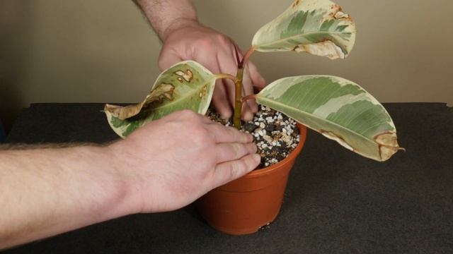 How to save a Ficus elastica Tineke cutting from dying смотреть онлайн