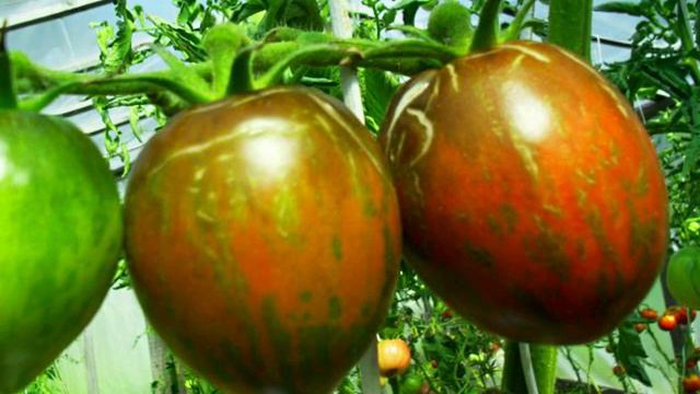 лучшие семена томатов