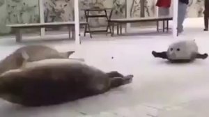 ПРЫГАЮЩИЕ ТЮЛЕНИ (1 ЧАС)