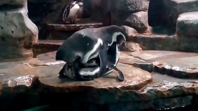 Спаривание пингвинов в зоопарке. смотреть онлайн