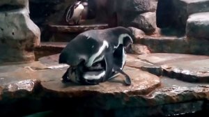 Спаривание пингвинов в зоопарке.