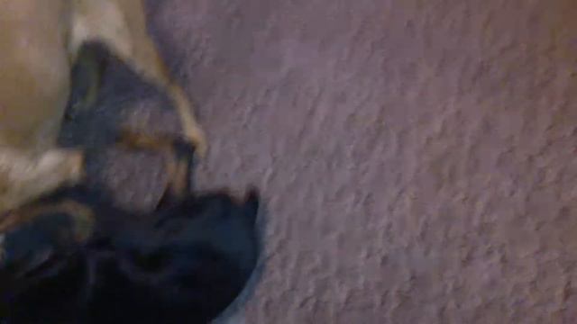 Dobermann Legend von Walley VS Malinois смотреть онлайн