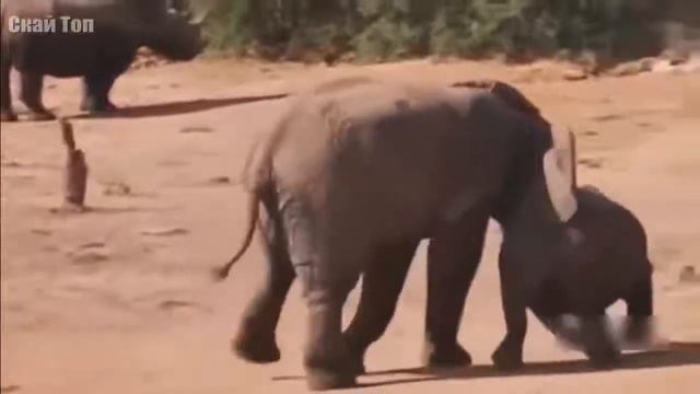 СЛОН ПРОТИВ ВСЕХ ОСТАЛЬНЫХ. смотреть онлайн