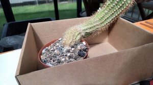 Кактус вытянулся.Обрезка.Мои новые кактусы.Коллекция кактусов.Cacteen