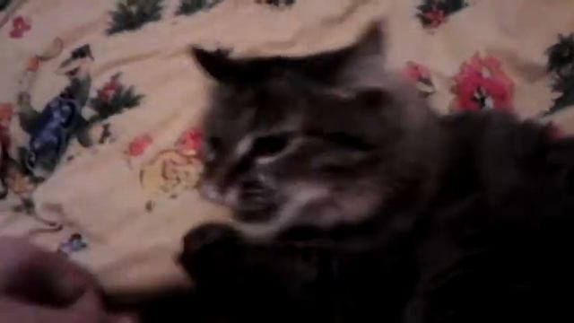Хотел погладить кота смотреть онлайн