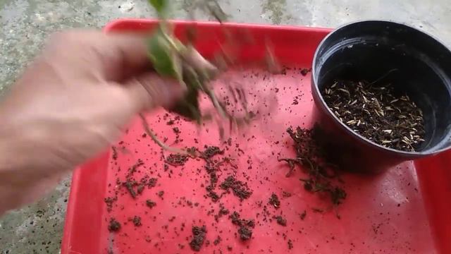 How to Care for Anthurium Crystallinum смотреть онлайн