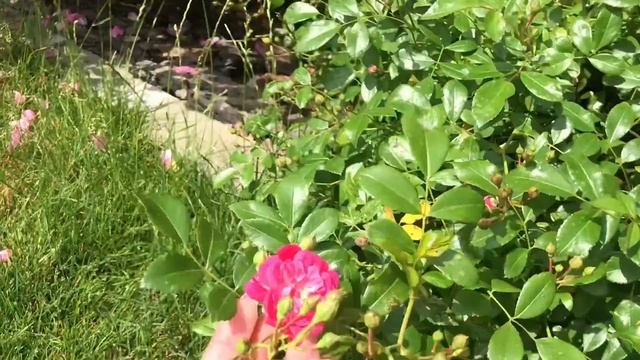 Розарий в 24 метра!! Прогулка.. И 38 сортов роз!! смотреть онлайн