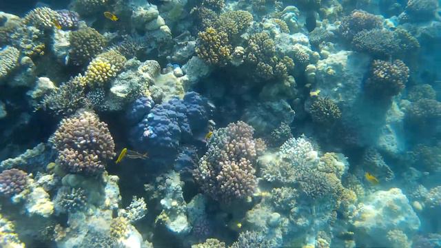 Коралловый риф у отеля Tropitel Sahl Hasheesh