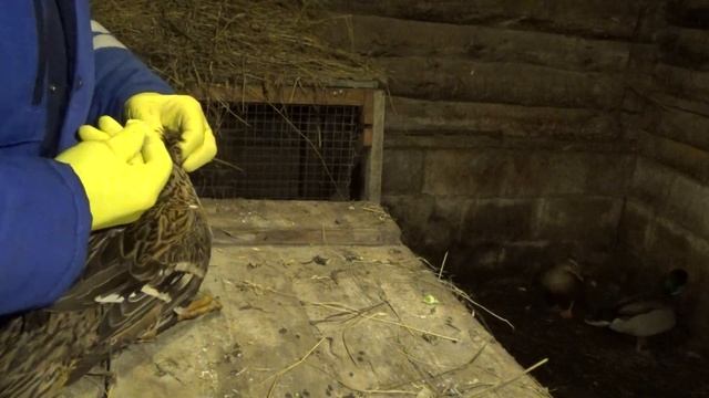 Зимовка и вакцинация подсадных уток смотреть онлайн