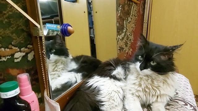 Снотворные коты. Не щекоти уставшего любимого кота. Маленькие пушистики. смотреть онлайн