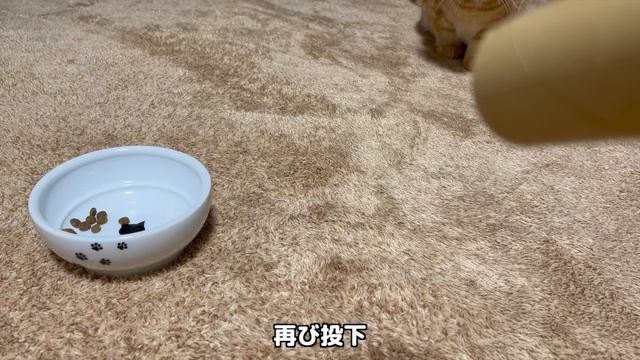 For Some Reason, The Kitten Won't Eat Unless I Put The Food Directly On The Floor