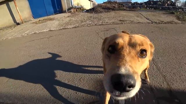 Ночные покупки, Коза с козлёнком, Завтрак и Обед смотреть онлайн