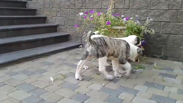 щенки сао продажа 89183252525 краснодар смотреть онлайн