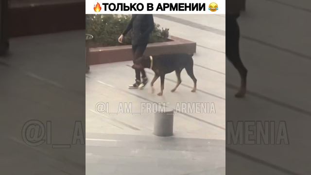 В Армении собаки с золотым ошейником смотреть онлайн