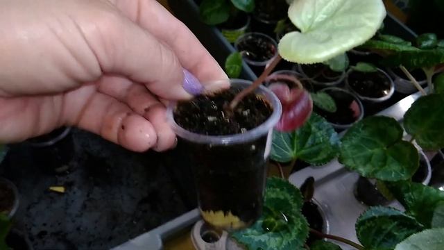 СЕЯНЦЫ ЦИКЛАМЕНОВ. Полив в один поддон - сложности, нужна следующая ПЕРЕСАДКА. смотреть онлайн