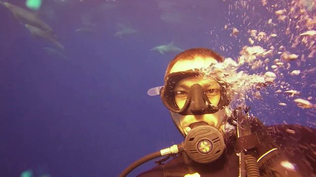 Дайвинг сафари на Красном море (вторая часть) смотреть онлайн