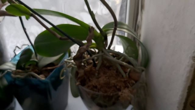 Без слов🌸 Просто Божественная красота МАМИНЫХ ОРХИДЕЙ/ Орхидеи помогают заглушить боль смотреть онлайн