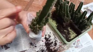 How to pack cacti for mail | Как правильно запаковать кактусы для пересылки почтой