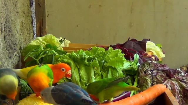 Lovebirds Mealtime: September 2023 - Fresh Vegetables
