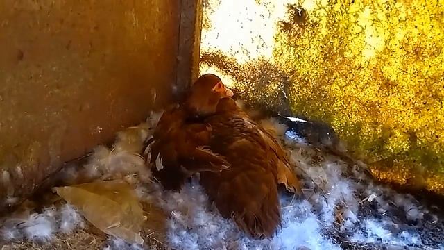 Видео для моих клиентов все по заказам  мускусных и руанских утят и инкубационного яйца