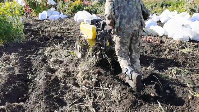 Копаем картофель Дружно и БЫСТРО мотоблоком! Урожай ОТЛИЧНЫЙ. смотреть онлайн