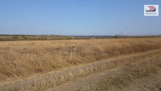 #342 Кане Корсо -"ORSO" из села Молдаванское/Арсений и Сонька/Котики и собаки/ смотреть онлайн
