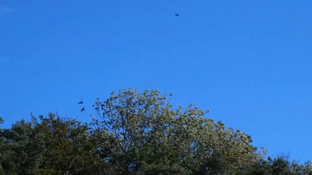 Raven Spirit Animal | Raven Symbolism & Meanings смотреть онлайн
