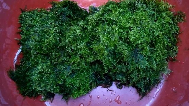 Яванский мох на синтепоне коврик / Javanese moss on a sintepon mat смотреть онлайн