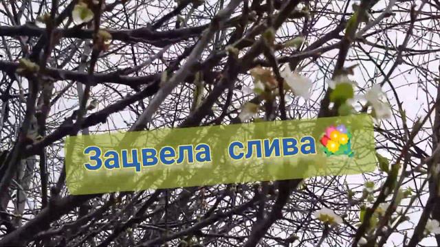 Утро в саду, пение птиц, рыбки в пруду! смотреть онлайн