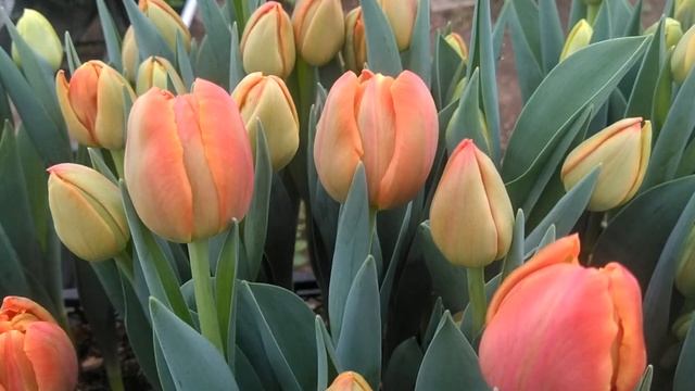 Тюльпан Icoon выгонка к 14 февраля #Shorts смотреть онлайн