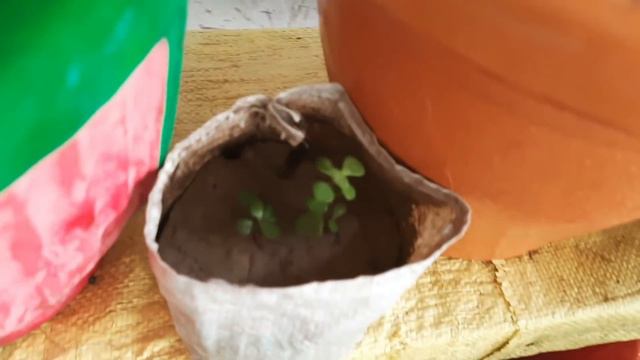 मेरे गार्डेन के ये 15 indoor plants/ indoor plants for beginners / indoor plants for home decoratio смотреть онлайн