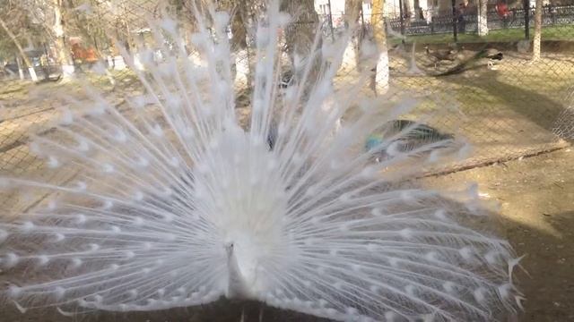 Белый павлин , сезон размножения смотреть онлайн