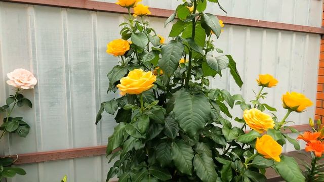 Гороховий суп з копченостями в казані