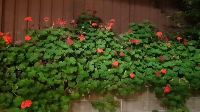 " СПОКОЙНОЙ НОЧИ ДРУЗЬЯ "😴😴😌 смотреть онлайн