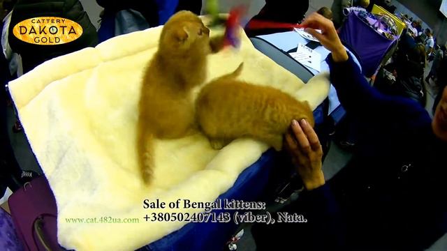 Dakota Gold, питомник бенгалов на выставке кошек, Харьков, декабрь, 2017, 13