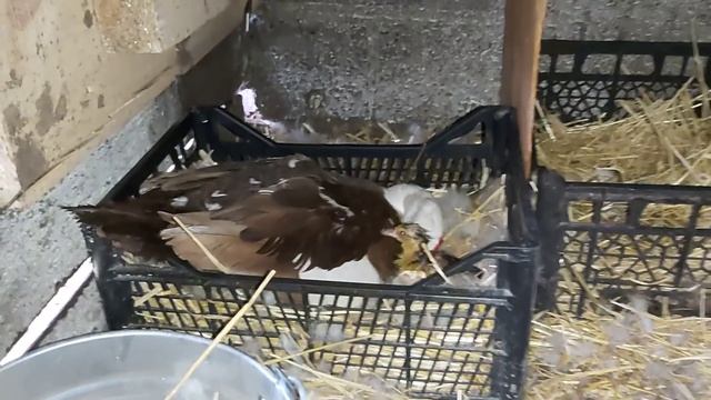 Выбираю утят из под уток вёдрами!!! смотреть онлайн