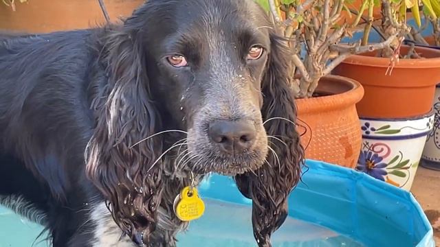 Жизнь коккер-спаниеля Ватсона в Испании, Андалусии | Июнь 2022 смотреть онлайн