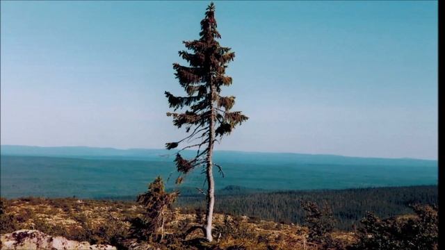 Старый Тикко - норвежская ель возрастом 9550 лет. Возможо ли такое? смотреть онлайн