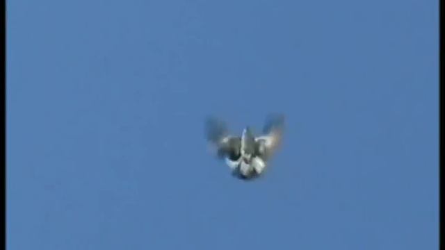 серпасто выворотные голуби Зимовники Ростовская обл. смотреть онлайн