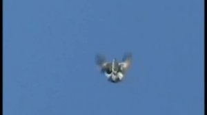 серпасто выворотные голуби Зимовники Ростовская обл.