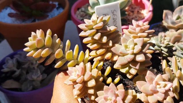Suculentas Mimadas Top 10 #reto #sucusmimadas смотреть онлайн
