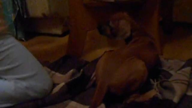 девочка пет с красной ленточкой. сегодня ей 2 месяца!! очень красивая девочка, подвижная. (2) смотреть онлайн