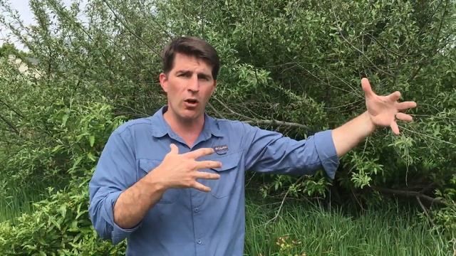 Autumn Olive (elaeagnus), an invasive bush смотреть онлайн