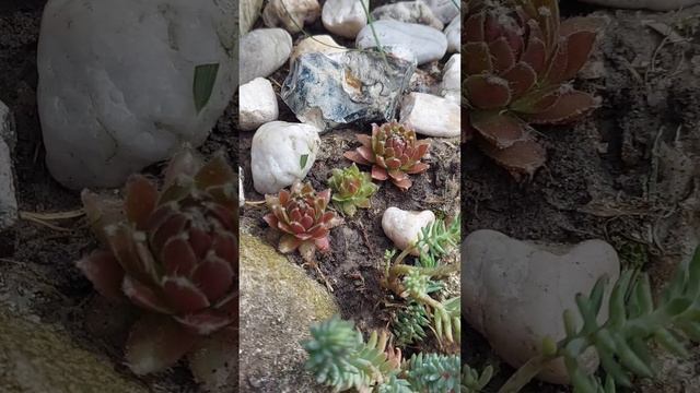 Каменная роза. Уход после цветения 🌈 Sempervivumpflege nach der Blüte 👩🏻🍳 смотреть онлайн