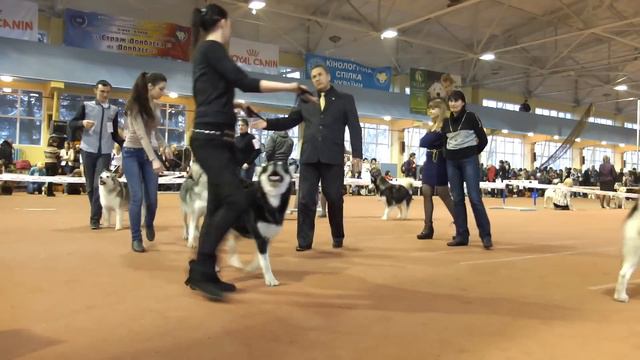 Ринг Маламутов CACIB Донецк 02.03.2013 смотреть онлайн