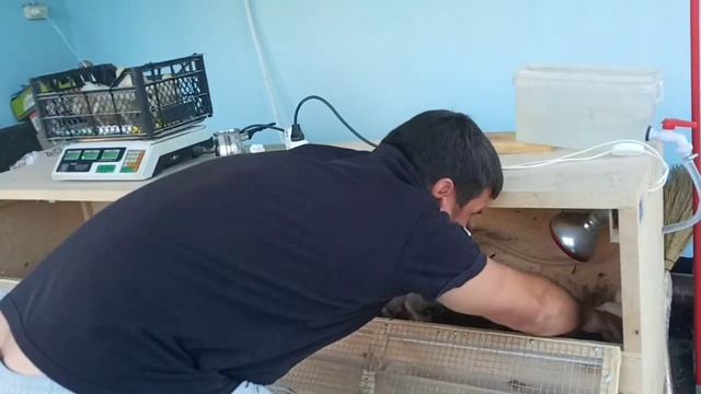 Выращивание бройлеров в домашних условиях.