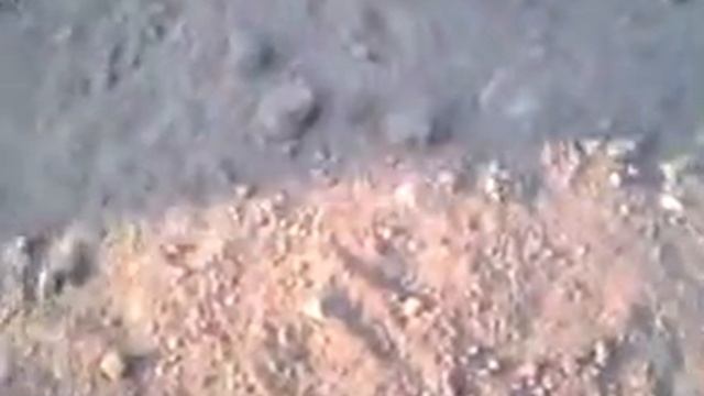 Еврашки или суслики не прочь побаловаться печеньем).mp4 смотреть онлайн