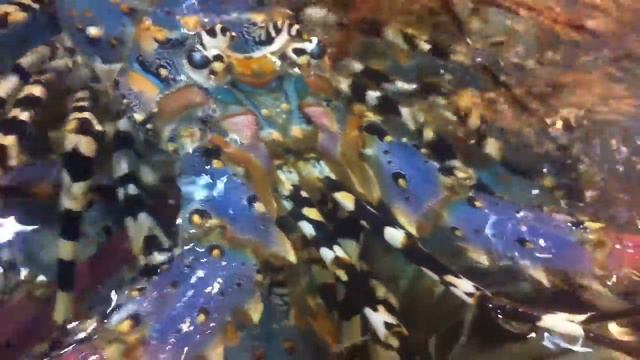 Лангуст смотреть онлайн