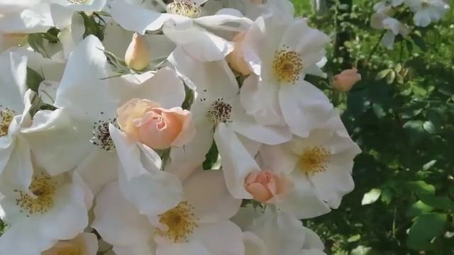 Необычная роза- Салли Холмс (мускусный гибрид.)