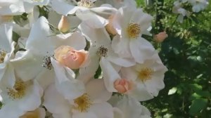 Необычная роза- Салли Холмс (мускусный гибрид.)